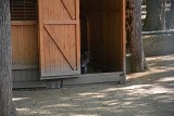 11.05.2023 - WYCIECZKA DO STAJNI MIEJSKIEJ MINI ZOO W ŻYWCU